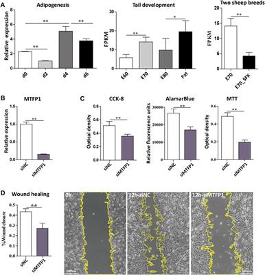 Transcriptome Profiling of Developing Ovine Fat Tail Tissue Reveals an Important Role for MTFP1 in Regulation of Adipogenesis